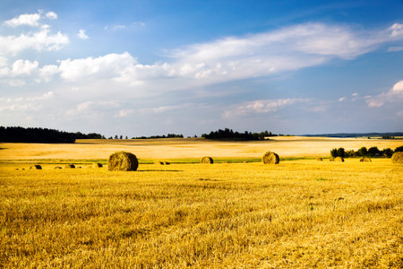 field, on which grow grain during harvest company