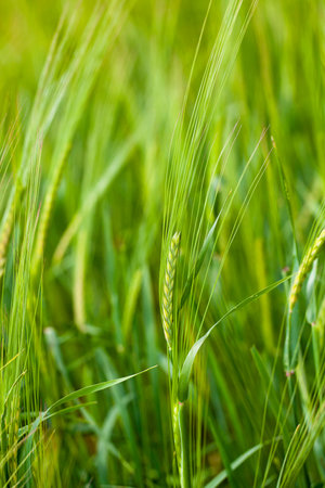 the unripe green oats growing in an agricultural field. small depth of sharpnessの写真素材