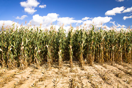 agricultural field where they grow cornの写真素材