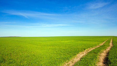 not asphalted rural road in an agricultural field