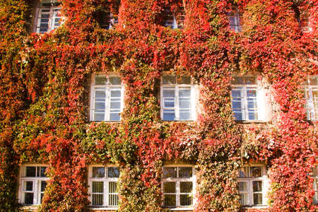 Grodno University building, covered with red Ivyの写真素材