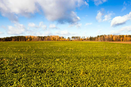 deciduous trees growing in the autumn of the yearの写真素材