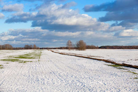 an agricultural field on which wheat grows. winterの写真素材