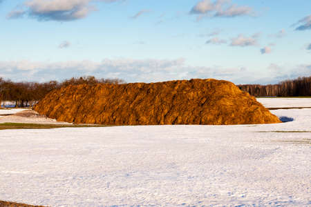 a haystack located on an agricultural field, the covered snow.の写真素材