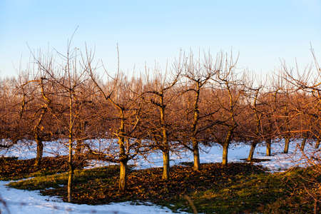 the trees growing in an apple-tree garden in a winter seasonの写真素材