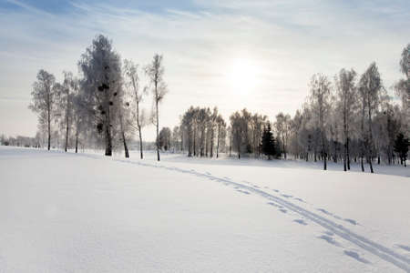 the trees growing in park in a winter season. the sun is behind clouds, behind treesの写真素材