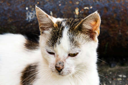photographed by a close up a homeless kittenの写真素材
