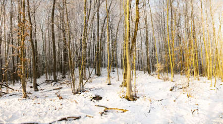 trees growing in the forest in winterの写真素材