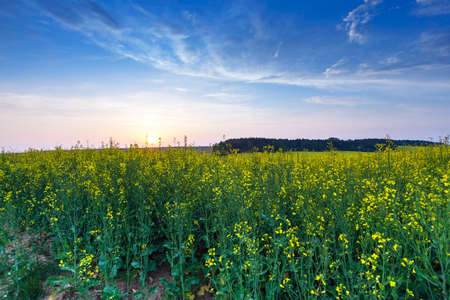 Agricultural field on which grow canola. at sunsetの写真素材