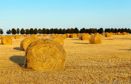 haystacks straw lying in the agricultural field after harvesting cereal