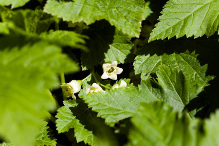 photographed close-up of a flower of a black currant.