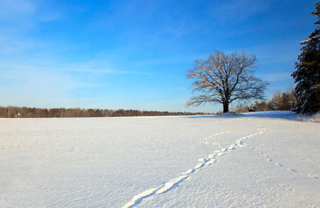 a deciduous tree in winter. covered by snow.の写真素材