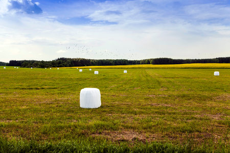 an agricultural field where the grass is harvested in the winter. bales of grass in cellophaneの写真素材