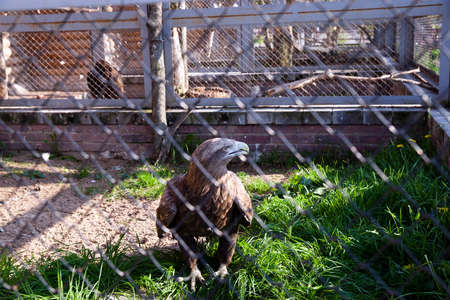 photographed close-up eagle who lives at the zoo. behind barsの写真素材