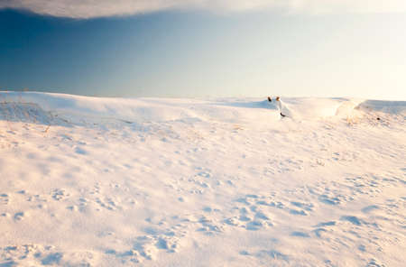 an agricultural field in a winter season. the field is covered with snow after snowfallの写真素材