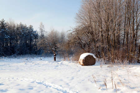 deciduous trees, photographed during the winter. snow on the groundの写真素材