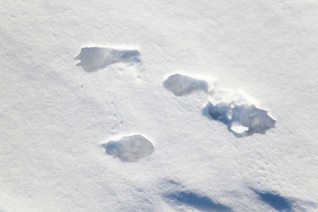 covered with white snow    field in winter. snow-coveredの写真素材