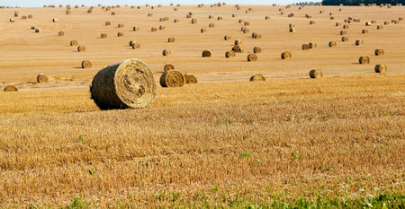 in a stack of twisted straw remains in the field after harvesting cereal