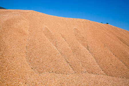 wheat harvest folded into a big pile. grain. cerealsの写真素材