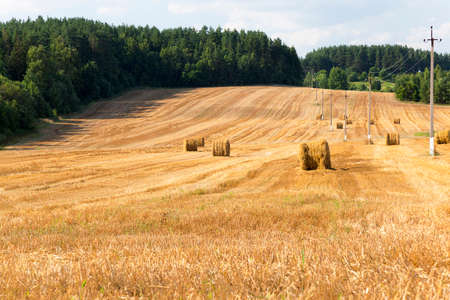 agricultural field where harvest of cereals. arable farmingの写真素材