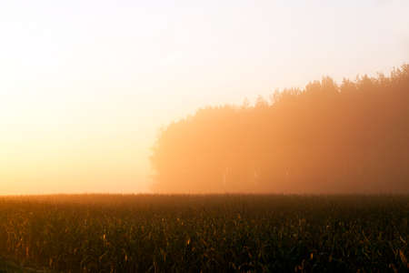 picture field, made during the dawn sun. Thick fog, orange lightの写真素材