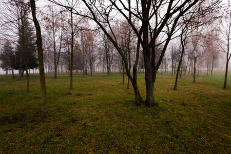 the city park in autumn season photographed in the morningの写真素材