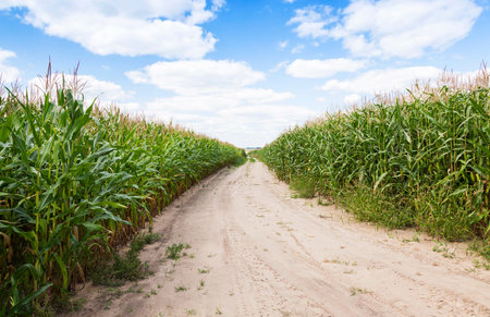 a small road passing through a field on which grow corn