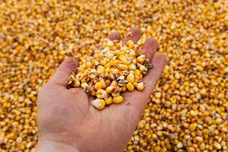 photographed ripe yellow corn during harvest cornの写真素材