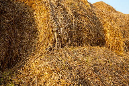 an agricultural field where harvested cereals and straw collected in a stack. summerの写真素材