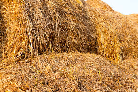 piled with bales of straw after harvest of cerealの写真素材