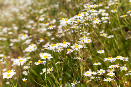 daisy growing in a field in the spring   seasonの写真素材