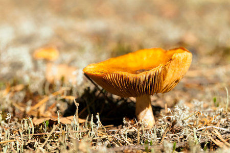 photographed close-up of mushroom growing in the forestの写真素材