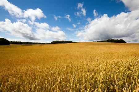 Agricultural field on which grow up ready to harvest ripe yellow cereals