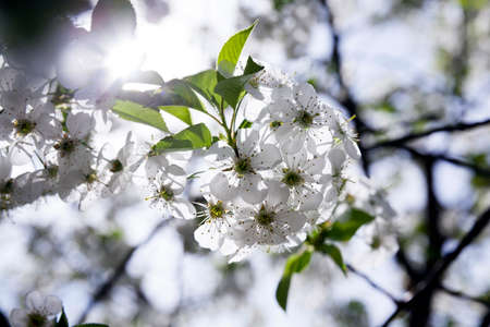 photographed close up White cherry blossoms. springの写真素材