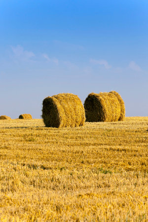 haystacks straw lying in the agricultural field after harvest. summer