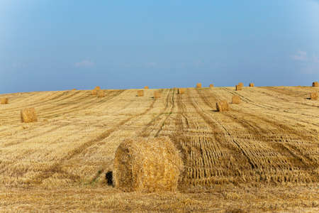 haystacks straw lying in the agricultural field after harvest. summerの写真素材
