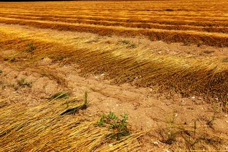 Agricultural field on which was recently removed flax. autumnの写真素材
