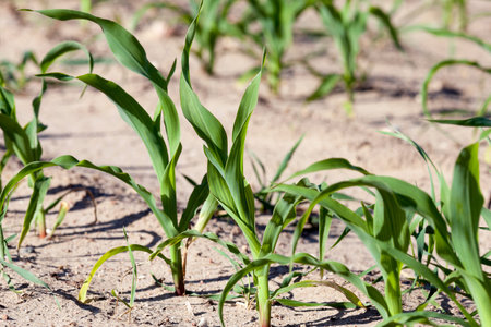 Agricultural field on which grow the young green corn. close-up. Spring
