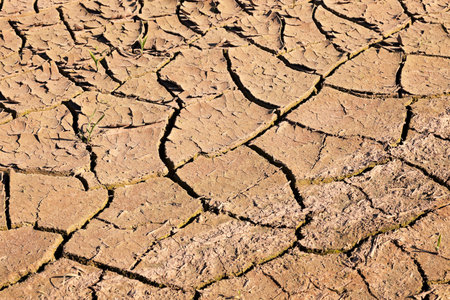 cracked earth due to lack of water the agricultural field, summer.
