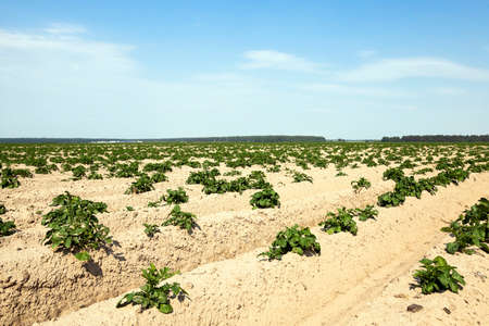 agricultural field where potatoes are grown. summer. stripedの写真素材