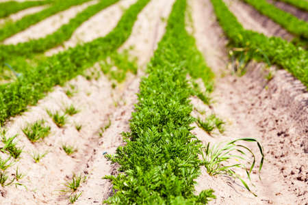 Agricultural field on which grow sprouts carrots. summerの写真素材
