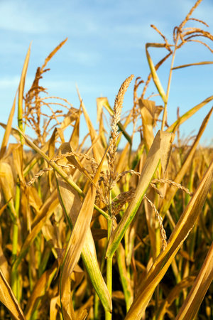part of an agricultural field where maize is grown. yellow corn, mature