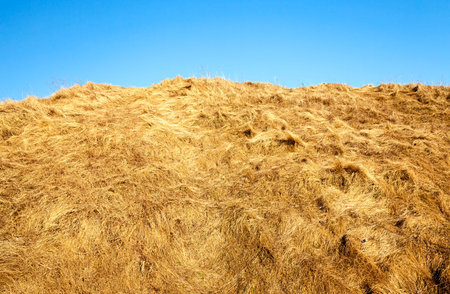 part haystacks. Picture taken close-up. In the background is blue sky.
