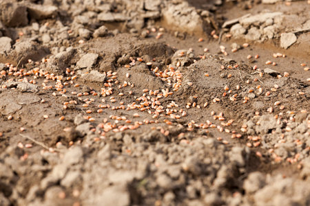 processed reddened wheat lying on the ground at the time of sowing of cereals