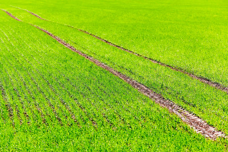 Agricultural field on which grow unripe green grass in spring season