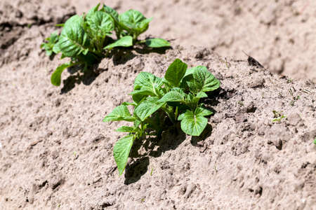 furrow plowed land on which grow potatoes. close up, spring seasonの写真素材