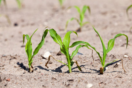 an agricultural field, which is growing young green corn. close-up