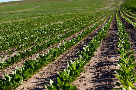 the agricultural field on which grow sprouts beetroot. Springの写真素材