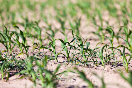 photographed close-up of green corn plants in the spring season.の写真素材