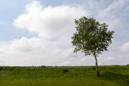 a tree with green leaves growing on a hill. summerの写真素材
